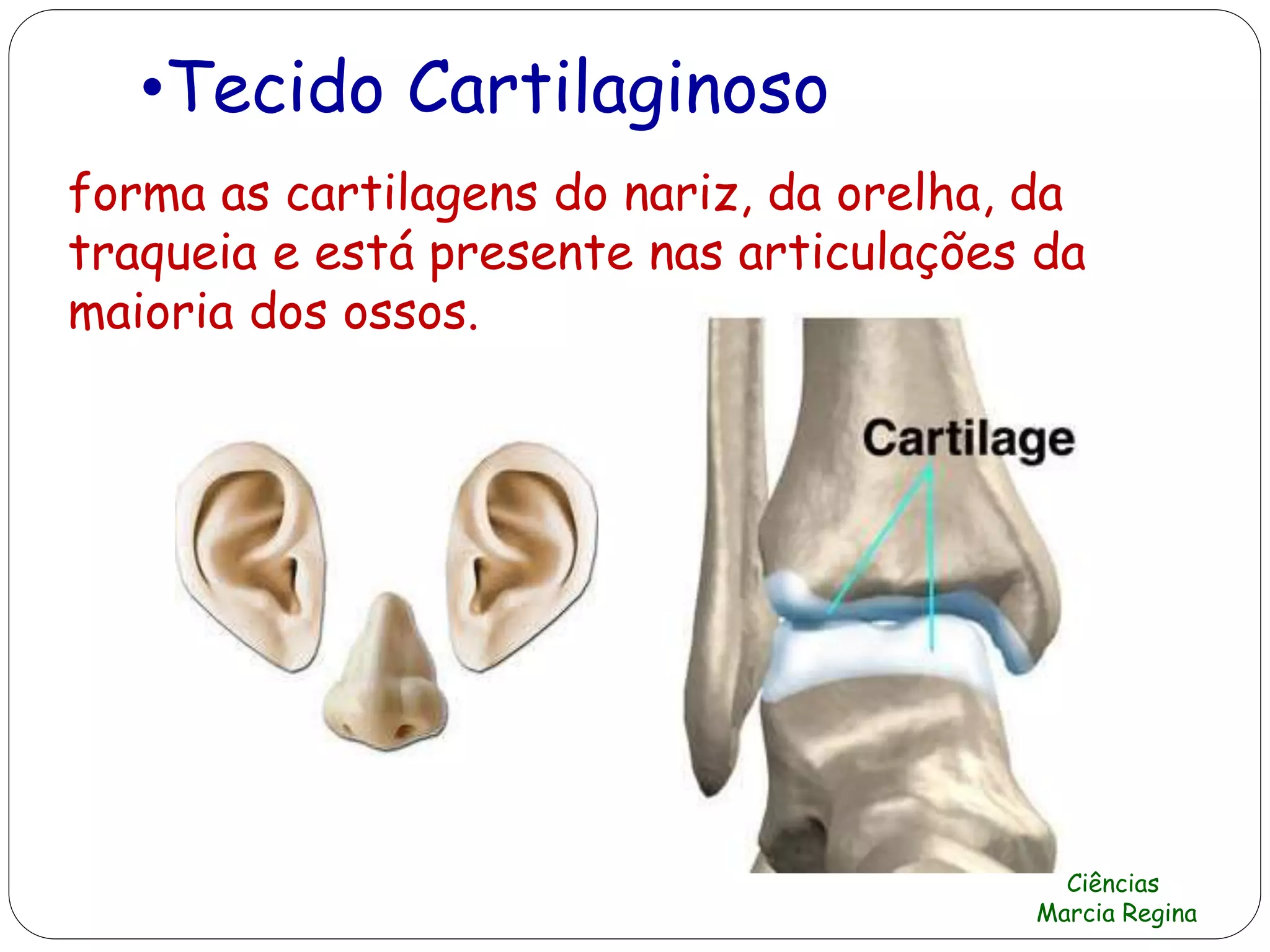 •Tecido Cartilaginoso
forma as cartilagens do nariz, da orelha, da
traqueia e está presente nas articulações da
maioria dos ossos.
Ciências
Marcia Regina
 