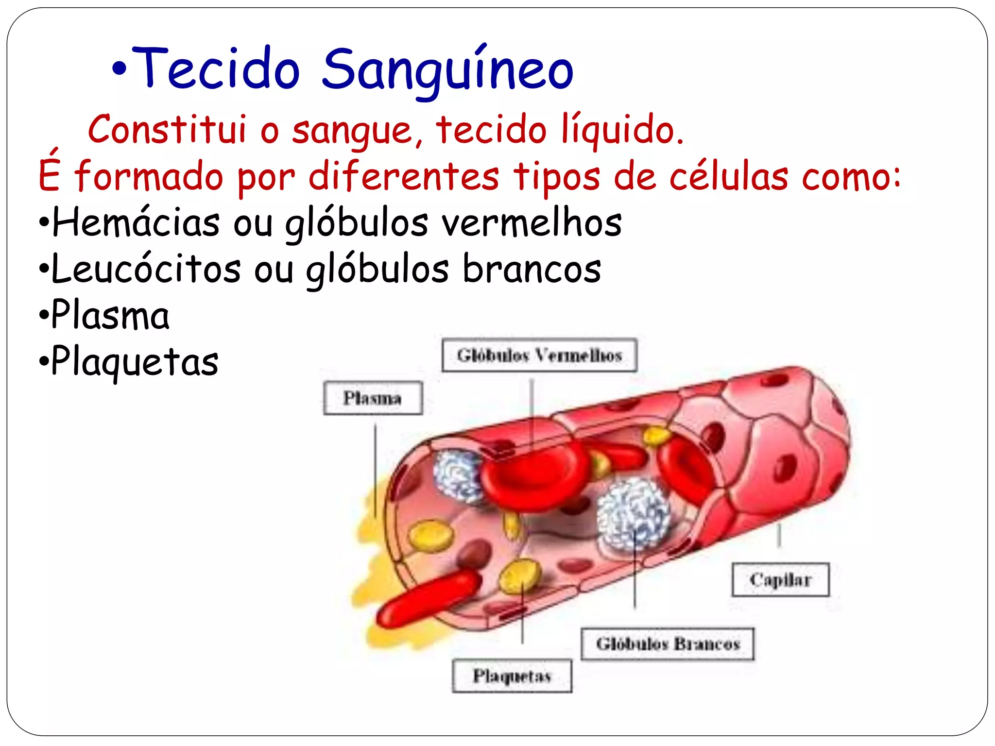 •Tecido Sanguíneo
Constitui o sangue, tecido líquido.
É formado por diferentes tipos de células como:
•Hemácias ou glóbulos vermelhos
•Leucócitos ou glóbulos brancos
•Plasma
•Plaquetas
 