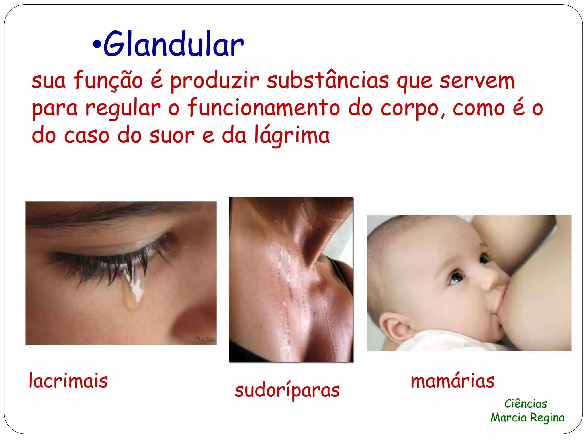 Ciências
Marcia Regina
•Glandular
lacrimais
sua função é produzir substâncias que servem
para regular o funcionamento do corpo, como é o
do caso do suor e da lágrima
sudoríparas mamárias
 