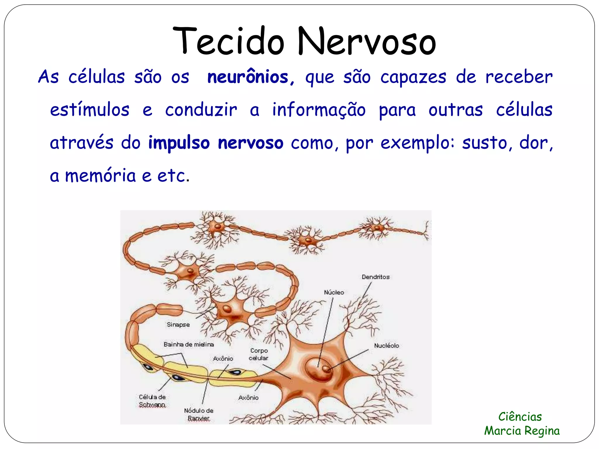 Tecido Nervoso
As células são os neurônios, que são capazes de receber
estímulos e conduzir a informação para outras células
através do impulso nervoso como, por exemplo: susto, dor,
a memória e etc.
Ciências
Marcia Regina
 