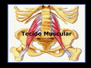 Tecido Muscular
 