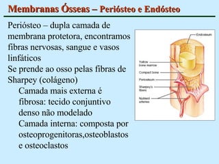 Membranas Ósseas –  Periósteo e Endósteo Periósteo – dupla camada de membrana protetora, encontramos fibras nervosas, sangue e vasos linfáticos  Se prende ao osso pelas fibras de Sharpey (colágeno) Camada mais externa é fibrosa: tecido conjuntivo denso não modelado Camada interna: composta por osteoprogenitoras,osteoblastos e osteoclastos 