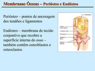 Membranas Ósseas –  Periósteo e Endósteo Periósteo – pontos de ancoragem dos tendões e ligamentos Endósteo – membrana de tecido conjuntivo que recobre a superfície interna do osso – também contêm osteoblastos e osteoclastos 