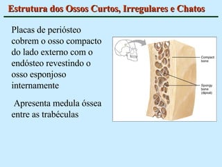 Estrutura dos Ossos Curtos, Irregulares e Chatos Placas de periósteo cobrem o osso compacto do lado externo com o endósteo revestindo o osso esponjoso internamente Apresenta medula óssea entre as trabéculas 