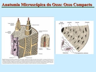 Anatomia Microscópica do Osso: Osso Compacto 