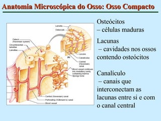Anatomia Microscópica do Osso: Osso Compacto Osteócitos  –  células maduras Lacunas –  cavidades nos ossos contendo osteócitos Canalículo –  canais que interconectam as lacunas entre si e com o canal central 