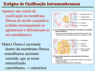 Estágios de Ossificação Intramembranosa Aparece um centro de ossificação na membrana fibrosa de tecido conjuntivo (células mesenquimais se aglomeram e diferenciam-se em osteoblastos) Matriz Óssea é secretada dentro da membrana fibrosa -osteoblastos secretam osteóide, que se torna mineralizado - osteoblastos  ->  osteócitos 