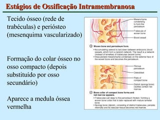 Estágios de Ossificação Intramembranosa Tecido ósseo (rede de trabéculas) e periósteo (mesenquima vascularizado)  Formação do colar ósseo no osso compacto (depois substituído por osso secundário)  Aparece a medula óssea vermelha 