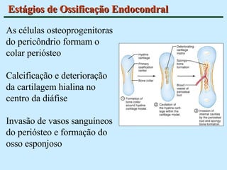 Estágios de Ossificação Endocondral As células osteoprogenitoras do pericôndrio formam o colar periósteo Calcificação e deterioração da cartilagem hialina no centro da diáfise Invasão de vasos sanguíneos do periósteo e formação do osso esponjoso 