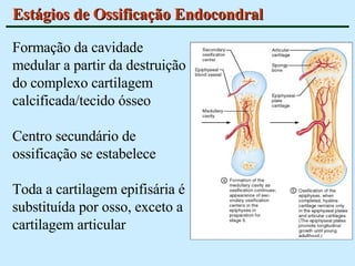 Estágios de Ossificação Endocondral Formação da cavidade medular a partir da destruição do complexo cartilagem calcificada/ tecido ósseo Centro secundário de ossificação se estabelece Toda a cartilagem epifisária é substituída por osso, exceto a cartilagem articular 