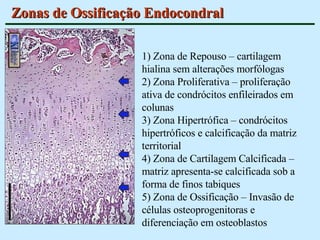 Zonas de Ossificação Endocondral 1) Zona de Repouso –  cartilagem hialina sem alterações morfólogas 2) Zona Proliferativa – proliferação ativa de condrócitos enfileirados em colunas 3) Zona Hipertrófica – condrócitos hipertróficos e calcificação da matriz territorial 4) Zona de Cartilagem Calcificada – matriz apresenta-se calcificada sob a forma de finos tabiques 5) Zona de Ossificação – Invasão de células osteoprogenitoras e diferenciação em osteoblastos 