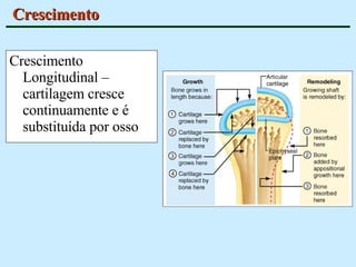 Crescimento Crescimento Longitudinal – cartilagem cresce continuamente e é substituída por osso  