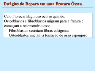 Estágios do Reparo em uma Fratura Óssea Calo Fibrocartilaginoso ocorre quando: Osteoblastos e fibroblastos migram para a fratura e começam a reconstruir o osso Fibroblastos secretam fibras colágenas Osteoblastos iniciam a fomação de osso esponjoso 