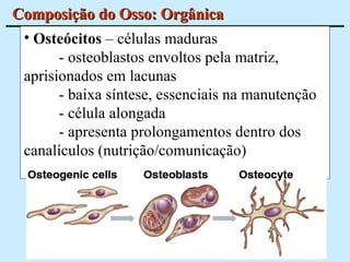 Composição do Osso: Orgânica Osteócitos  – células maduras - osteoblastos envoltos pela matriz, aprisionados em lacunas  - baixa síntese, essenciais na manutenção - célula alongada  - apresenta prolongamentos dentro dos canalículos (nutrição/comunicação) 