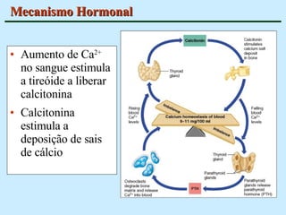 Mecanismo Hormonal Aumento de Ca 2+  no sangue estimula a tireóide a liberar calcitonina Calcitonina estimula a deposição de sais de cálcio  