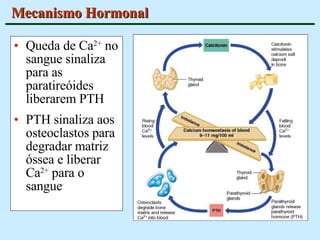 Mecanismo Hormonal Queda de Ca 2+  no sangue sinaliza para as paratireóides liberarem PTH PTH sinaliza aos osteoclastos para  degradar matriz óssea e liberar Ca 2+  para o sangue 