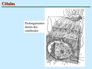 Células Prolongamentos dentro dos canalículos 
