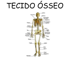 TECIDO ÓSSEO
 