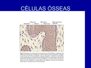 CÉLULAS ÓSSEAS
 