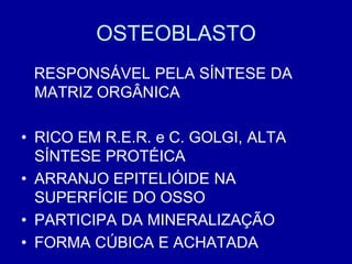 OSTEOBLASTO
 RESPONSÁVEL PELA SÍNTESE DA
 MATRIZ ORGÂNICA

• RICO EM R.E.R. e C. GOLGI, ALTA
  SÍNTESE PROTÉICA
• ARRANJO EPITELIÓIDE NA
  SUPERFÍCIE DO OSSO
• PARTICIPA DA MINERALIZAÇÃO
• FORMA CÚBICA E ACHATADA
 