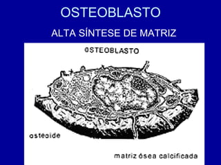 OSTEOBLASTO
ALTA SÍNTESE DE MATRIZ
 