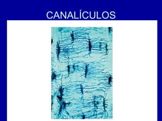CANALÍCULOS
 