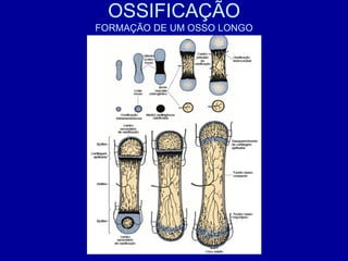 OSSIFICAÇÃO
FORMAÇÃO DE UM OSSO LONGO
 