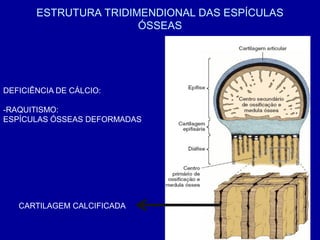 ESTRUTURA TRIDIMENDIONAL DAS ESPÍCULAS
                       ÓSSEAS




DEFICIÊNCIA DE CÁLCIO:

-RAQUITISMO:
ESPÍCULAS ÓSSEAS DEFORMADAS




   CARTILAGEM CALCIFICADA
 