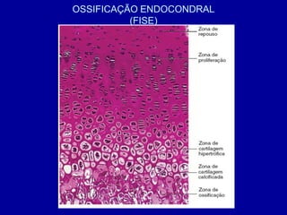 OSSIFICAÇÃO ENDOCONDRAL
          (FISE)
 