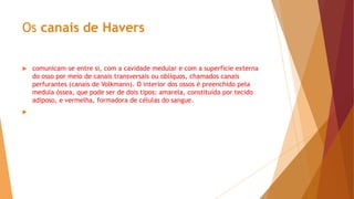 Os canais de Havers
 comunicam-se entre si, com a cavidade medular e com a superfície externa
do osso por meio de canais transversais ou oblíquos, chamados canais
perfurantes (canais de Volkmann). O interior dos ossos é preenchido pela
medula óssea, que pode ser de dois tipos: amarela, constituída por tecido
adiposo, e vermelha, formadora de células do sangue.

 