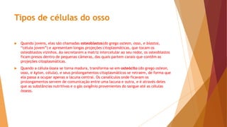 Tipos de células do osso
 Quando jovens, elas são chamadas osteoblastos(do grego osteon, osso, e blastos,
“célula jovem”) e apresentam longas projeções citoplasmáticas, que tocam os
osteoblastos vizinhos. Ao secretarem a matriz intercelular ao seu redor, os osteoblastos
ficam presos dentro de pequenas câmeras, das quais partem canais que contêm as
projeções citoplasmáticas.
 Quando a célula óssea se torna madura, transforma-se em osteócito (do grego osteon,
osso, e kyton, célula), e seus prolongamentos citoplasmáticos se retraem, de forma que
ela passa a ocupar apenas a lacuna central. Os canalículos onde ficavam os
prolongamentos servem de comunicação entre uma lacuna e outra, e é através deles
que as substâncias nutritivas e o gás oxigênio provenientes do sangue até as células
ósseas.
 