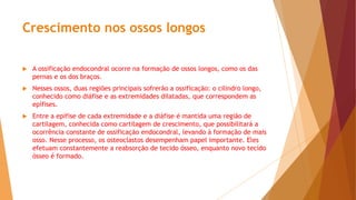 Crescimento nos ossos longos
 A ossificação endocondral ocorre na formação de ossos longos, como os das
pernas e os dos braços.
 Nesses ossos, duas regiões principais sofrerão a ossificação: o cilindro longo,
conhecido como diáfise e as extremidades dilatadas, que correspondem as
epífises.
 Entre a epífise de cada extremidade e a diáfise é mantida uma região de
cartilagem, conhecida como cartilagem de crescimento, que possibilitará a
ocorrência constante de ossificação endocondral, levando à formação de mais
osso. Nesse processo, os osteoclastos desempenham papel importante. Eles
efetuam constantemente a reabsorção de tecido ósseo, enquanto novo tecido
ósseo é formado.
 