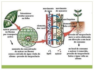 Tecidos vegetais