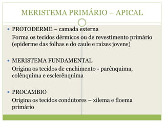 MERISTEMA PRIMÁRIO – APICALPROTODERME – camada externa	Forma os tecidos dérmicos ou de revestimento primário (epiderme das folhas e do caule e raízes jovens) MERISTEMA FUNDAMENTAL  	Origina os tecidos de enchimento - parênquima, colênquima e esclerênquimaPROCAMBIO	Origina os tecidos condutores – xilema e floema primário 