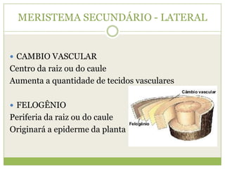 MERISTEMA SECUNDÁRIO - LATERALCAMBIO VASCULARCentro da raiz ou do cauleAumenta a quantidade de tecidos vascularesFELOGÊNIOPeriferia da raiz ou do cauleOriginará a epiderme da planta
