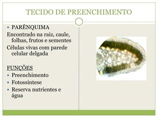 TECIDO DE PREENCHIMENTO PARÊNQUIMAEncontrado na raiz, caule, folhas, frutos e sementesCélulas vivas com parede celular delgadaFUNÇÕESPreenchimentoFotossínteseReserva nutrientes e água