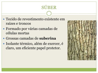 SÚBERTecido de revestimento existente em raízes e troncos Formado por várias camadas de células mortasGrossas camadas de suberinaIsolante térmico, além de exercer, é claro, um eficiente papel protetor.