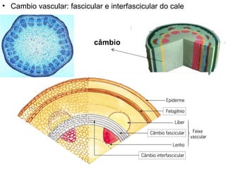 • Cambio vascular: fascicular e interfascicular do cale



                           câmbio
 
