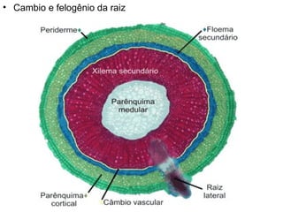 • Cambio e felogênio da raiz
 