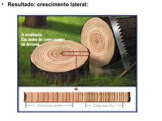 • Resultado: crescimento lateral:
 