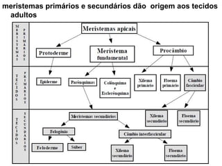 meristemas primários e secundários dão origem aos tecidos
 adultos
 