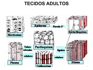 TECIDOS ADULTOS
 