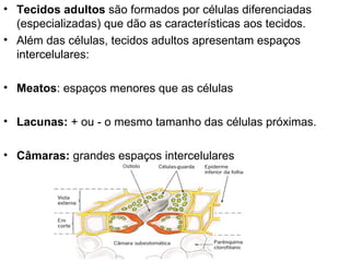 • Tecidos adultos são formados por células diferenciadas
  (especializadas) que dão as características aos tecidos.
• Além das células, tecidos adultos apresentam espaços
  intercelulares:

• Meatos: espaços menores que as células

• Lacunas: + ou - o mesmo tamanho das células próximas.

• Câmaras: grandes espaços intercelulares
 