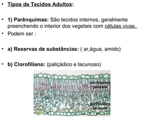 • Tipos de Tecidos Adultos:

• 1) Parênquimas: São tecidos internos, geralmente
  preenchendo o interior dos vegetais com células vivas.
• Podem ser :

• a) Reservas de substâncias: ( ar,água, amido)

• b) Clorofiliano: (paliçádico e lacunoso)
 