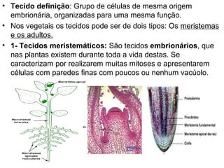 • Tecido definição: Grupo de células de mesma origem
  embrionária, organizadas para uma mesma função.
• Nos vegetais os tecidos pode ser de dois tipos: Os meristemas
  e os adultos.
• 1- Tecidos meristemáticos: São tecidos embrionários, que
  nas plantas existem durante toda a vida destas. Se
  caracterizam por realizarem muitas mitoses e apresentarem
  células com paredes finas com poucos ou nenhum vacúolo.
 