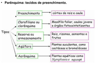 • Parênquima: tecidos de preenchimento.
 