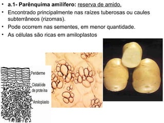 • a.1- Parênquima amilífero: reserva de amido.
• Encontrado principalmente nas raízes tuberosas ou caules
  subterrâneos (rizomas).
• Pode ocorrem nas sementes, em menor quantidade.
• As células são ricas em amiloplastos
 