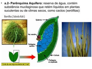 • a.2- Parênquima Aquífero: reserva de água, contém
  substância mucilaginosa que retém líquidos em plantas
  suculentas ou de climas secos, como cactos (xerófitas):
 