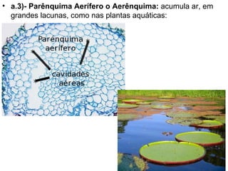 • a.3)- Parênquima Aerífero o Aerênquima: acumula ar, em
  grandes lacunas, como nas plantas aquáticas:
 
