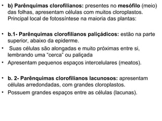• b) Parênquimas clorofilianos: presentes no mesófilo (meio)
  das folhas, apresentam células com muitos cloroplastos.
  Principal local de fotossíntese na maioria das plantas:

• b.1- Parênquimas clorofilianos paliçádicos: estão na parte
  superior, abaixo da epiderme.
• Suas células são alongadas e muito próximas entre si,
  lembrando uma “cerca” ou paliçada
• Apresentam pequenos espaços intercelulares (meatos).

• b. 2- Parênquimas clorofilianos lacunosos: apresentam
  células arredondadas, com grandes cloroplastos.
• Possuem grandes espaços entre as células (lacunas).
 